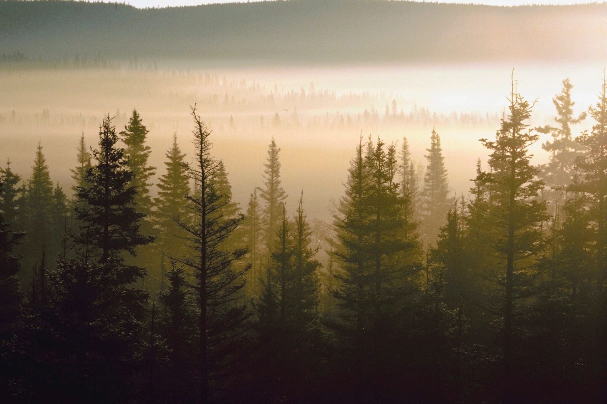 A forest with trees in the foreground and fog behind.