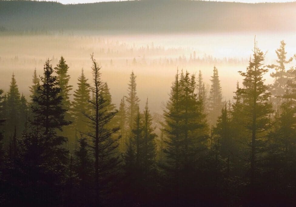 A forest with trees in the foreground and fog behind.